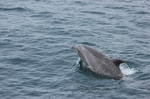 bottlenose dolphin-.jpg